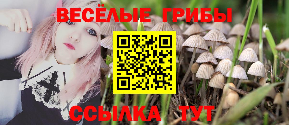 Галлюциногенные грибы мицелий  Бор  Галлюциногенные грибы Psilocybe 
